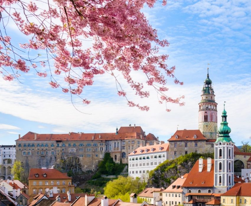 herry blossoms framing Český Krumlov’s castle and historic rooftops