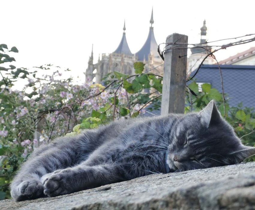 Cat relaxing near St. Barbara’s Cathedral in Kutná Hora