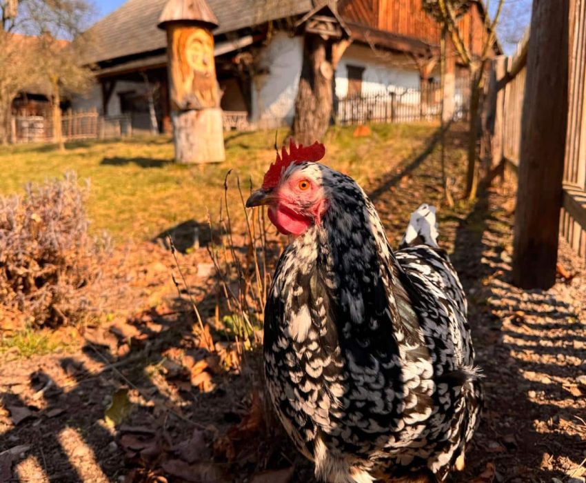 Rooster running around in the Czech Village Museum